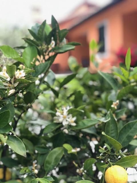 Appartamento Il Giardino Delle Rose Spello Esterno foto