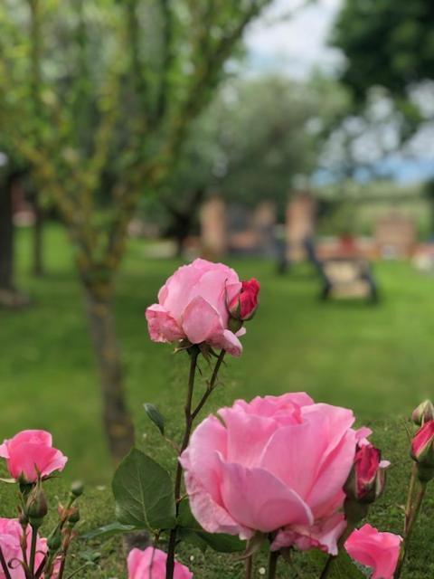 Appartamento Il Giardino Delle Rose Spello Esterno foto